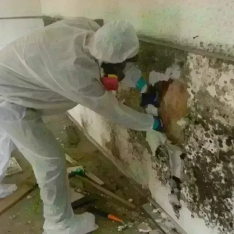 Mold Remediation and Removal in Adrian, MI